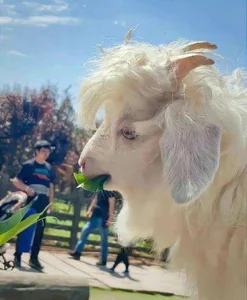 Meet the World’s Most Handsome Goat: The Viral Sensation Capturing Hearts - image 3