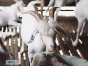 Meet the World’s Most Handsome Goat: The Viral Sensation Capturing Hearts - image 2