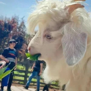 Meet the World’s Most Handsome Goat: The Viral Sensation Capturing Hearts - image 5