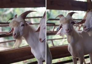 Meet the World’s Most Handsome Goat: The Viral Sensation Capturing Hearts - image 4