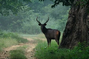 Discovering the Intelligent Mythical Creatures of Vietnamese Folklore - image 3