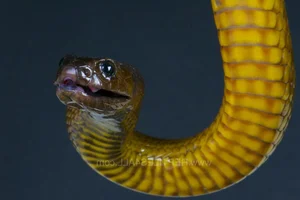 The World’s Deadliest Snake: A Tiny Amount of Venom Can Claim Hundreds of Lives - image 0