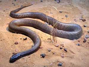 The World’s Deadliest Snake: A Tiny Amount of Venom Can Claim Hundreds of Lives - image 1