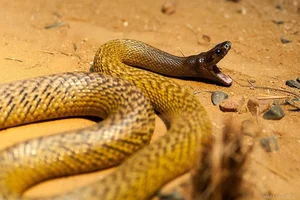 The World’s Deadliest Snake: A Tiny Amount of Venom Can Claim Hundreds of Lives - image 5