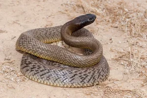 The World’s Deadliest Snake: A Tiny Amount of Venom Can Claim Hundreds of Lives - image 7