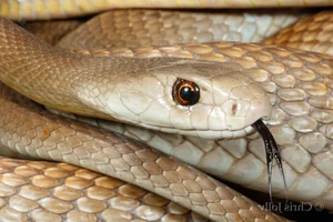 The World’s Deadliest Snake: A Tiny Amount of Venom Can Claim Hundreds of Lives - image 4