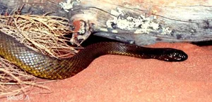 The World’s Deadliest Snake: A Tiny Amount of Venom Can Claim Hundreds of Lives - image 6