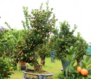 Admire the Unique Root-Over-Rock Kumquat Tree for Lunar New Year - Artistic Beauty and Feng Shui Meaning. - image 8