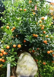 Admire the Unique Root-Over-Rock Kumquat Tree for Lunar New Year - Artistic Beauty and Feng Shui Meaning. - image 10