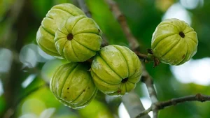Wild Forest Fruits Become a 'Money Mine' at 200,000 VND per kg - image 7