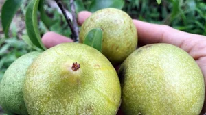Wild Forest Fruits Become a 'Money Mine' at 200,000 VND per kg - image 4