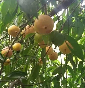 Wild Forest Fruits Become a 'Money Mine' at 200,000 VND per kg - image 5
