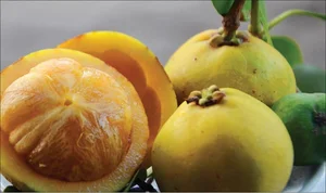 Wild Forest Fruits Become a 'Money Mine' at 200,000 VND per kg - image 2