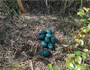 Eggs of World's Rarest Bird Discovered in Deep Forest Expedition - image 3