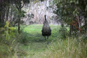 Eggs of World's Rarest Bird Discovered in Deep Forest Expedition - image 1