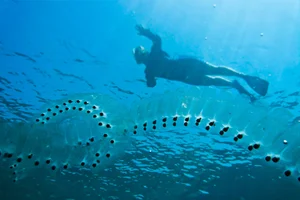 The Incredible Life Cycle of the Fastest Growing Animal Reaching Maturity in 48 Hours - image 0