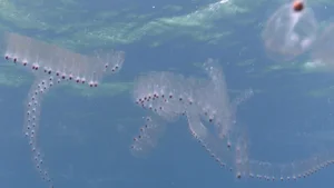 The Incredible Life Cycle of the Fastest Growing Animal Reaching Maturity in 48 Hours - image 5