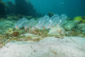 The Incredible Life Cycle of the Fastest Growing Animal Reaching Maturity in 48 Hours - image 6