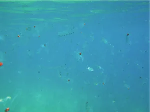 The Incredible Life Cycle of the Fastest Growing Animal Reaching Maturity in 48 Hours - image 4