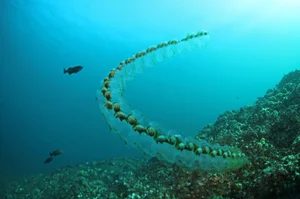 The Incredible Life Cycle of the Fastest Growing Animal Reaching Maturity in 48 Hours - image 2