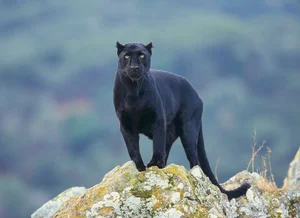 7 Mind-Blowing Secrets About Black Panthers: The Shadow Hunters of the Wild - image 4