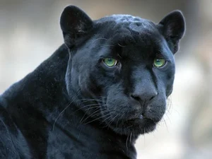 7 Mind-Blowing Secrets About Black Panthers: The Shadow Hunters of the Wild - image 3