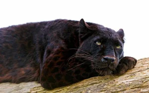 7 Mind-Blowing Secrets About Black Panthers: The Shadow Hunters of the Wild - image 0