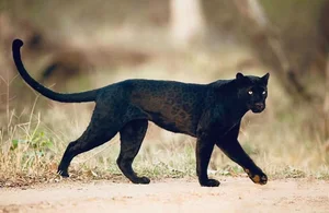 7 Mind-Blowing Secrets About Black Panthers: The Shadow Hunters of the Wild - image 1