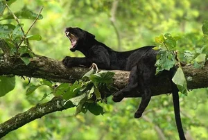 7 Mind-Blowing Secrets About Black Panthers: The Shadow Hunters of the Wild - image 2