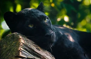 7 Mind-Blowing Secrets About Black Panthers: The Shadow Hunters of the Wild - image 5