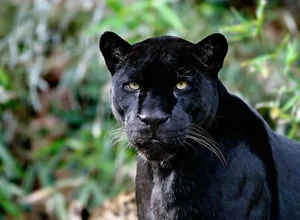 7 Mind-Blowing Secrets About Black Panthers: The Shadow Hunters of the Wild - image 6