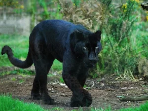 7 Mind-Blowing Secrets About Black Panthers: The Shadow Hunters of the Wild - image 7