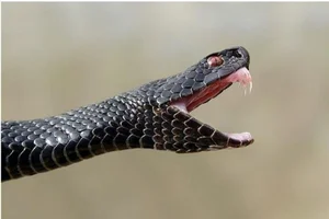 Fascinating Facts About Snake Venom and Its Biological Complexity - image 7