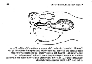 Fascinating Facts About Snake Venom and Its Biological Complexity - image 4