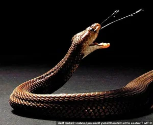 Fascinating Facts About Snake Venom and Its Biological Complexity - image 6