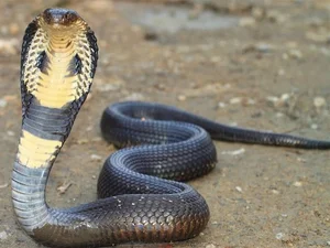 Fascinating Facts About Snake Venom and Its Biological Complexity - image 3