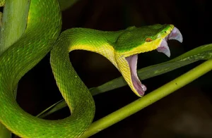 Fascinating Facts About Snake Venom and Its Biological Complexity - image 1