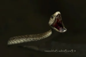 Fascinating Facts About Snake Venom and Its Biological Complexity - image 2