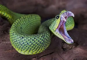 Fascinating Facts About Snake Venom and Its Biological Complexity - image 9
