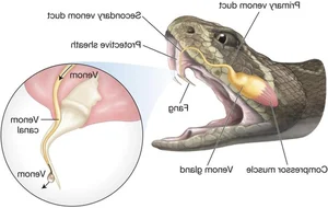 Fascinating Facts About Snake Venom and Its Biological Complexity - image 0