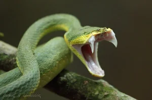 Fascinating Facts About Snake Venom and Its Biological Complexity - image 8