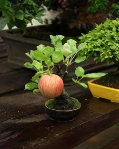 10 Surprising Facts About Bonsai Trees You Didn't Know - image 0