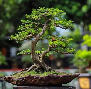 10 Surprising Facts About Bonsai Trees You Didn't Know - image 7