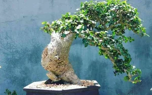10 Surprising Facts About Bonsai Trees You Didn't Know - image 4