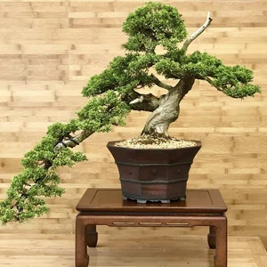 10 Surprising Facts About Bonsai Trees You Didn't Know - image 5