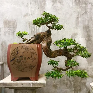 10 Surprising Facts About Bonsai Trees You Didn't Know - image 1