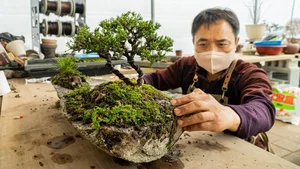 10 Surprising Facts About Bonsai Trees You Didn't Know - image 9