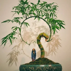 10 Surprising Facts About Bonsai Trees You Didn't Know - image 6