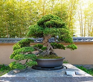 10 Surprising Facts About Bonsai Trees You Didn't Know - image 10