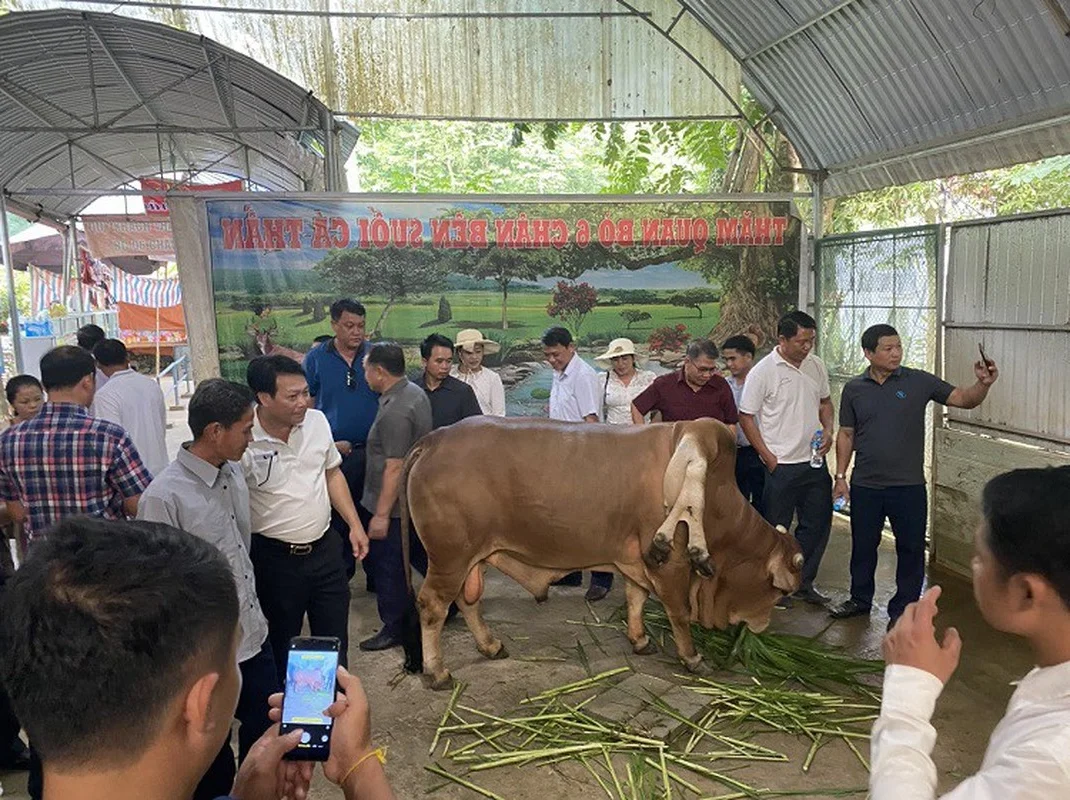 Owner Refuses 6 Billion VND Offer for Unique 'Lucky' Cow